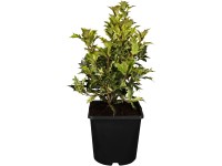 OBI Osmant rôznolistý 