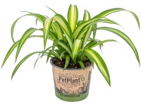 GROW by OBI Zelenec chocholatý (Chlorophytum) 