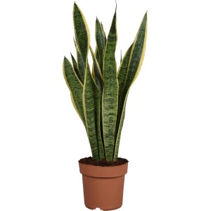 Svokrin jazyk Laurentii v kvetináči, zelená sukulentná rastlina od GROW by OBI.