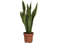 GROW by OBI Svokrin jazyk (Sansevieria trifasciata) 