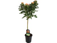 Stromčeková ruža žltá/oranžová výška cca 70 - 80 cm objem kvetináča cca 2 l