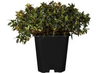 OBI Japonská azalka 