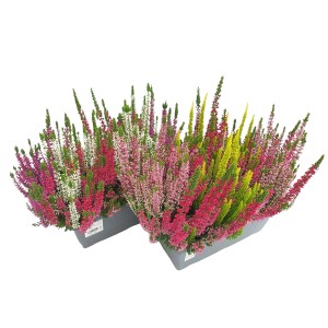 Vres Multicolour Trio v kvetináči, rôzne farby, výška cca 10-15 cm.