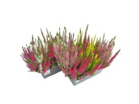 Landgard Vres obyčajný (Calluna vulgaris) Trio viacfarebná výška 10-15cm pr.27cm