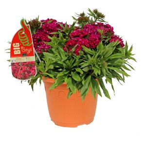 GROW by OBI Klinček bradatý bielo-červený, 60 cm, v kvetináči. Mrazuvzdorná záhonová rastlina s farebnými kvetmi.