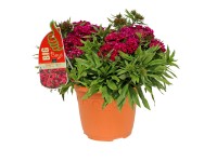 GROW by OBI Hvozdík fúzatý (Dianthus Barbatus) bielo-červený cca 60 cm