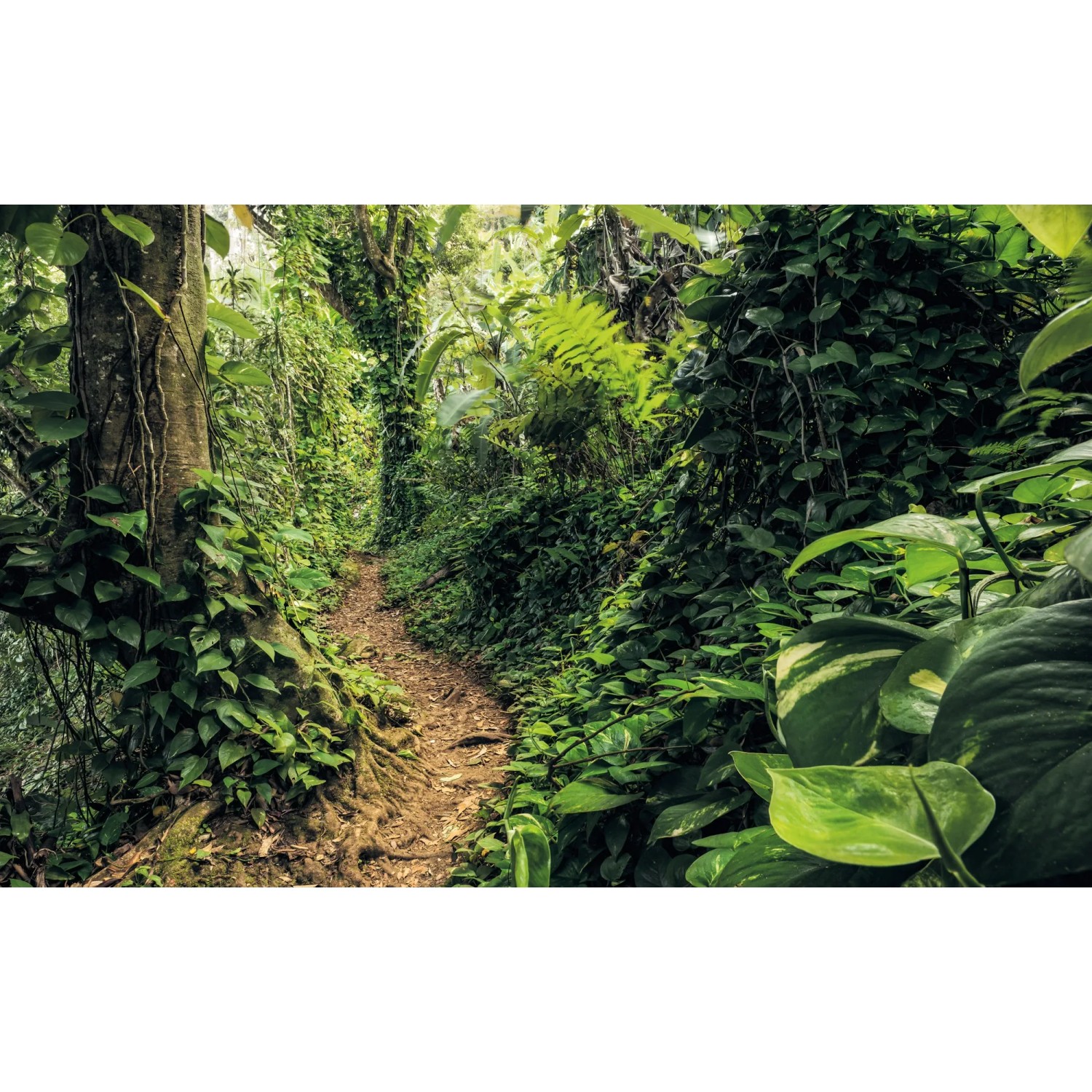 E-shop Komar Vliesová fototapeta Path of Dreams 400 x 250 cm