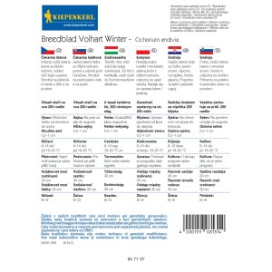 Balenie semien pre zimnú endíviu 'Breedblad Volhart', Cichorium endivia.