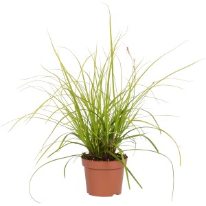 GROW by OBI Ostrice Everillo v kvetináči, zelená okrasná rastlina pre záhradu a terasu.