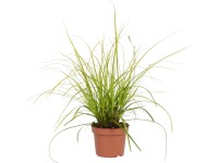 OBI Ostrica ošimenská (Carex oshimensis) 