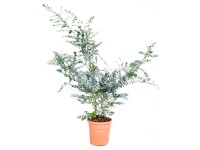 GROW by OBI Eukalyptus cinerea (Eucalyptus cinera) cca výška 25 cm, 7 l