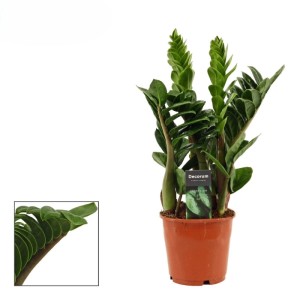 Zamioculcas Zenzi v kvetináči, tmavozelené lesklé kompaktné listy. Robustná izbová rastlina.