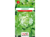 Osiva Moravia Šalát hlávkový Lednický