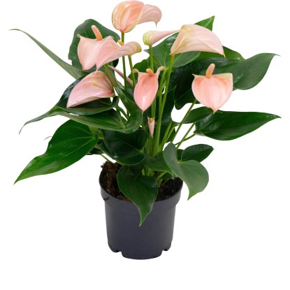 Antúrium "Special Rose" (Anthurium) výška cca 40 cm, pr. kvetináča cca 12 cm