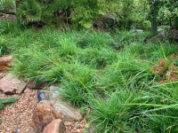 Grow by OBI Pechava vápnomilná pr. kv. 14 cm