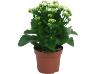 Kalanchoe Blossfeldova biela priemer kvetináča cca 12 cm Kalanchoe bossfeldiana