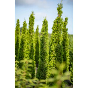 Niekoľko zelených stĺpovitých cyprusov Totem od GROW by OBI vonku.