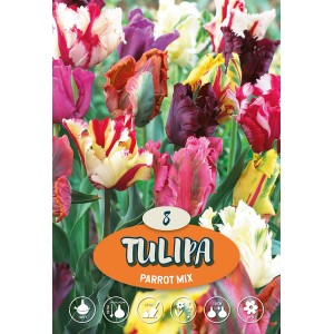 Zmes viacfarebných papagájových tulipánov ako cibuľky pre záhradu.