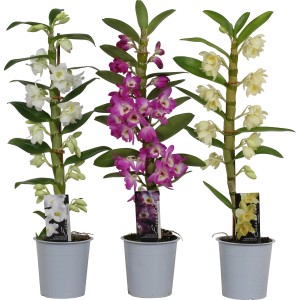 Tri bambusové orchidey (Dendrobium Nobile) v kvetináči, biela, fialová a žltá, vysoké cca 45-60 cm.