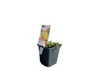 OBI Rebríček žltý priemer kvetináča cca 9 cm x 9 cm