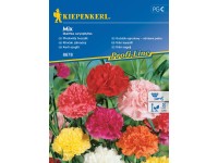 Kiepenkerl Semienka Plnokvetý klinček mix