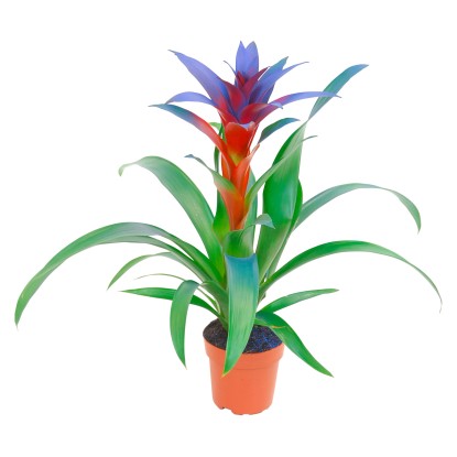 Guzmánia s modrým sfarbením priemer kvetináča 12 cm