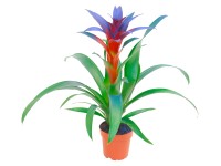 Guzmánia s modrým sfarbením priemer kvetináča 12 cm