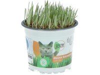 GROW by OBI Mačacia tráva (Triticum aestivum), pr. kv. cca 12 cm