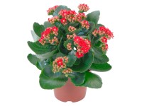 Kalanchoa Calandiva červená priemer kvetináča cca 12 cm