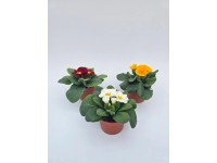 CZ-Flora Prvosienka bezlodyžná (Primula acaulis) rôzne farby cca pr. 10,5 cm