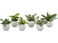 Mini zelená rastlina v bielom keramickom kvetináči priemer kvetináča cca 6 cm