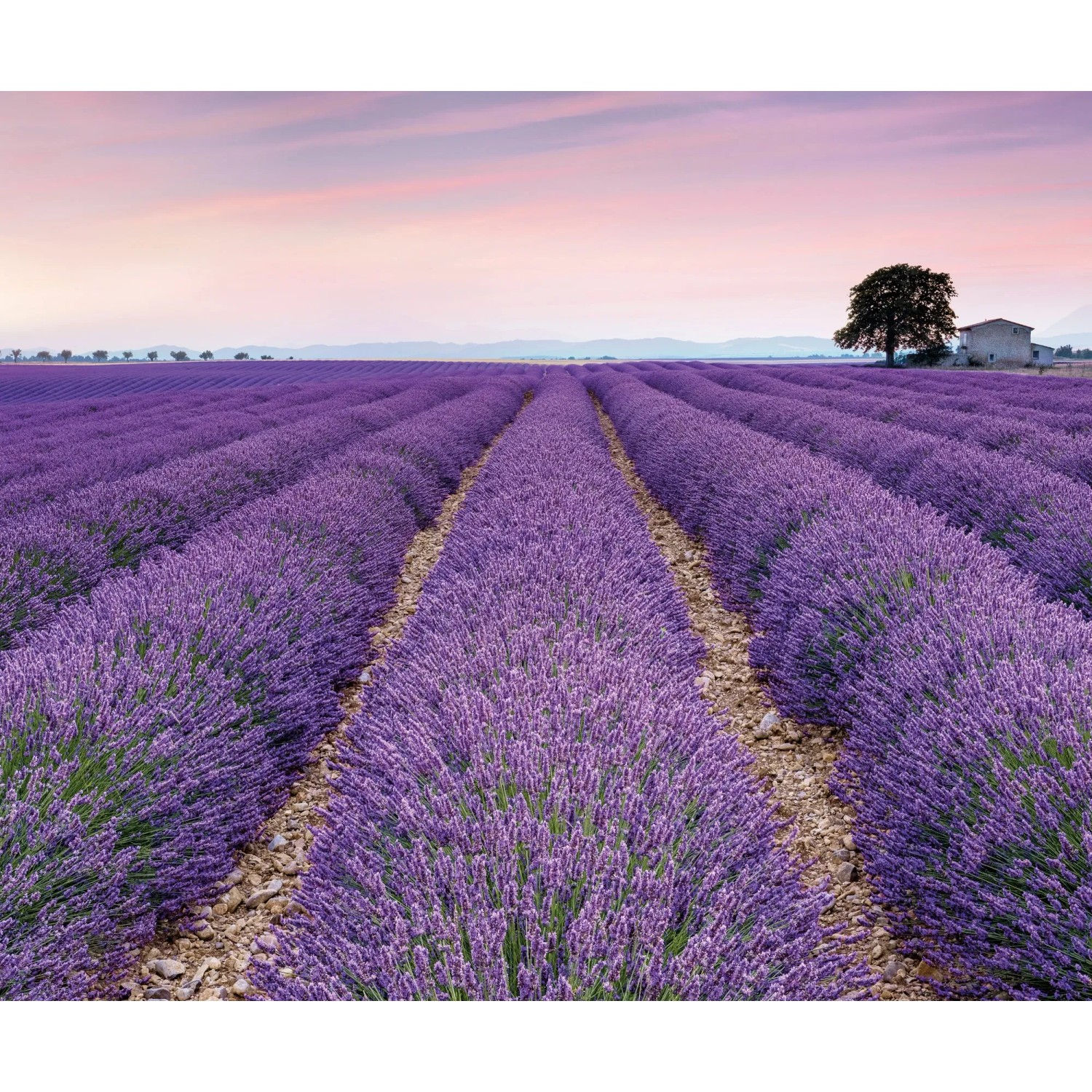 E-shop Komar Vliesová fototapeta Provence 300 x 250 cm
