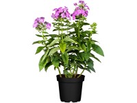 Flox priemer kvetináča cca 19 cm Phlox