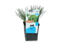 OBI Škripina biela priemer kvetináča cca 11 cm