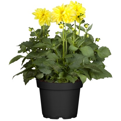 Landgard Georgína (Dhalia Hybrida) cca výška 10-20 cm, pr. 17 cm