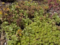 OBI Rozchodník pochybný ružový priemer kvetináča cca 13 cm Sedum