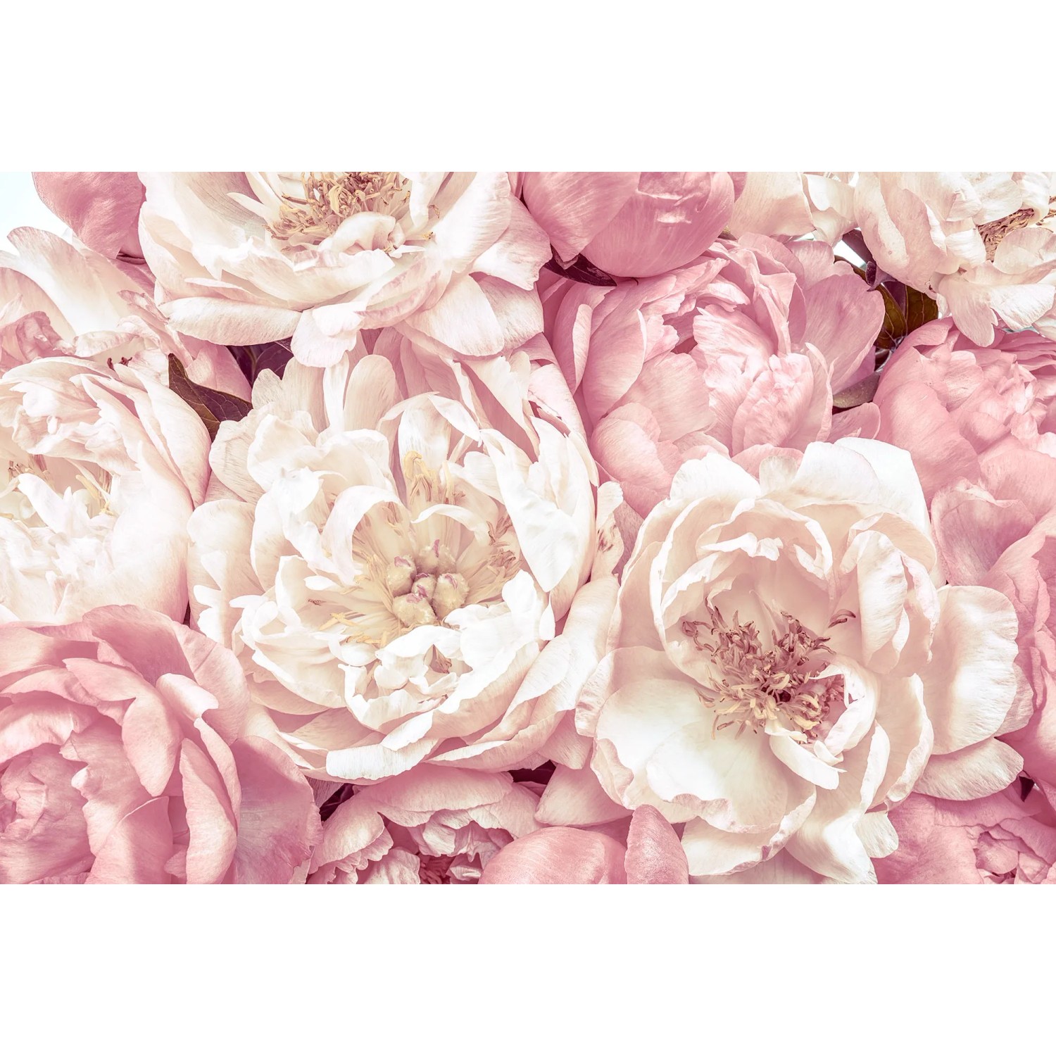 E-shop Komar Vliesová fototapeta Peonies 368 x 248 cm