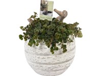 Aranžmán s rozchodníkom priemer kvetináča cca 16 cm