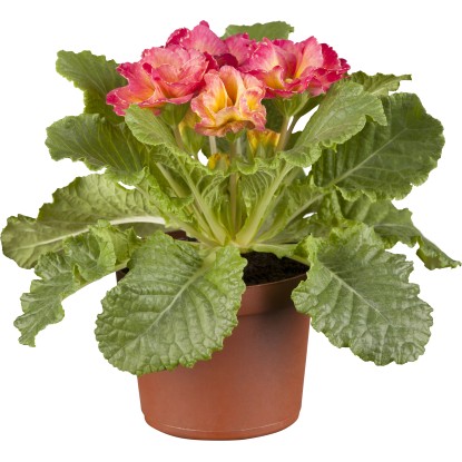 Grow by OBI Prvosienka bezbyľová (Primula acaulis) Rosalee pr. 10,5 cm