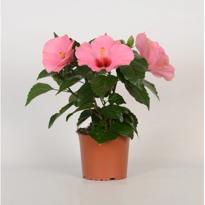 GROW by OBI Ibištek čínska ruža (Hibiscus rosa-sinensis), výška 35 cm, pr. 13 cm