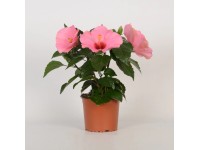 GROW by OBI Ibištek čínska ruža (Hibiscus rosa-sinensis), výška 35 cm, pr. 13 cm