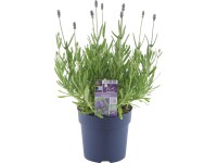 GROW by OBI Levanduľa úzkolistá (Lavandula angustifolia) 