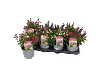 Šalvia Greggova (Salvia greggii) 