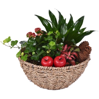 Aranžmán s kolopejkou, dračincom, fitóniou a brečtanom v košíku, pr. kv. 23 cm