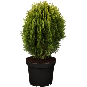 Žltý tuja zakrslý Aurea Nana v kvetináči, výška cca 10-20 cm. Ideálne pre malé záhrady a hrobové miesta.