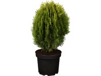 OBI Tujovec východný 