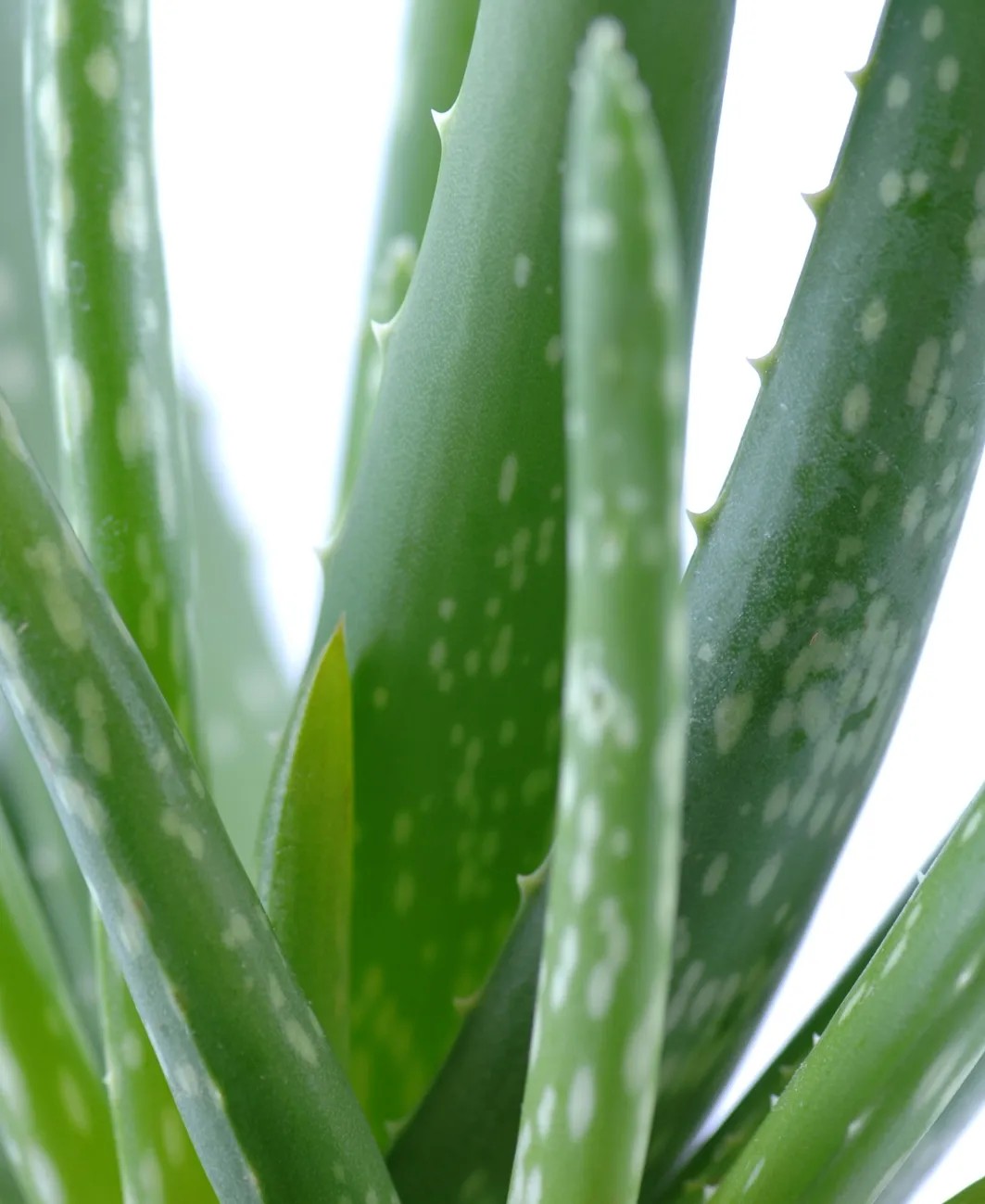 foot cream aloe vera Foot Cream Enriched with Aloe Vera & Vitamin E – DSMSkincare