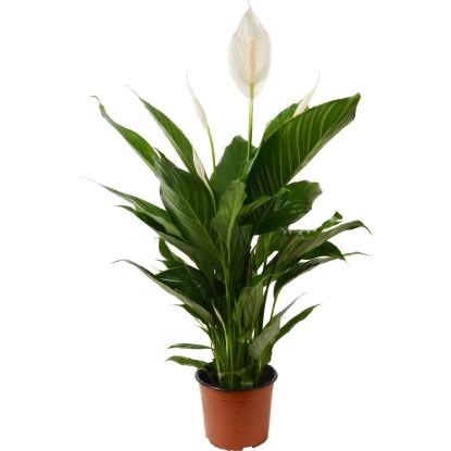 Lopatkovec "Pearl Cupido" priemer kvetináča cca 15 cm
