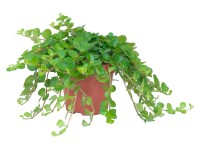 Peperómia rotundifolia priemer kvetináča cca 10,5 cm