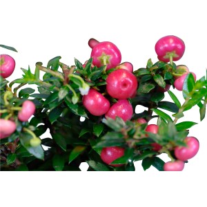 Gaultheria s ružovými bobuľami v kvetináči, výška cca 20-25 cm.